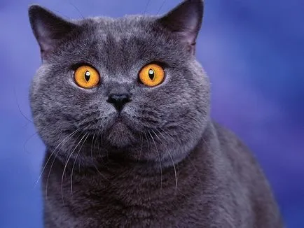 standardele de rasa British Shorthair, descriere posibile culori, mai ales (Marea Britanie) British Shorthair rasa descriere standard, posibile culori, caracteristici