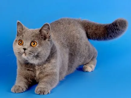 standarde britanice descriere Shorthair, rasa posibile culori, caracteristici (rocă) British Shorthair rasa descriere standard, posibile culori, caracteristici