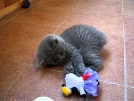 British Shorthair descrierea rasei, fotografii, caracter