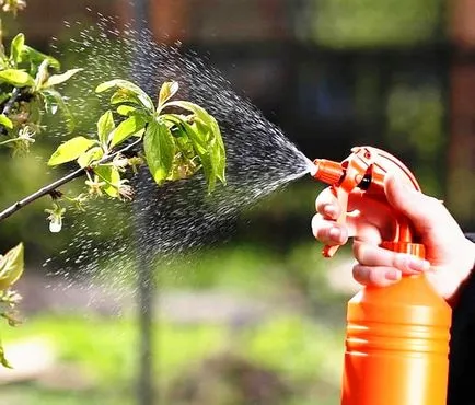 Acidul boric este o plantă utilizată în grădină, o casă frumoasă și grădină