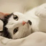 Ce să se hrănească pisoi nou-născuți - răspunsul este aici!