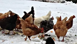 Ce să se hrănească puii, astfel încât au efectuat o mulțime de ouă de regulile de bază ale regimului și dieta (mult) Ce să se hrănească puii, astfel încât au efectuat o mulțime de ouă de regulile de bază ale regimului și dieta