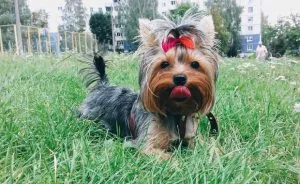 Feed Bulldogul francez (Exemplu dieta), „da laba“