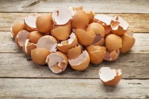Ce să se hrănească puii, astfel încât au efectuat o mulțime de ouă de regulile de bază ale regimului și dieta (hrana pentru animale) Ce să se hrănească puii, astfel încât au efectuat o mulțime de ouă de regulile de bază ale regimului și dieta