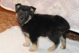 Ce să se hrănească un catelus Cocker Spaniel 1 luna, catelusul meu