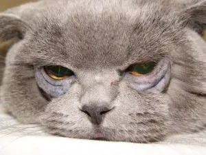 Decât pentru a trata supurative ochi de pisică