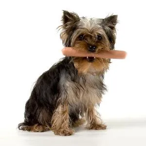 Ce să se hrănească un Yorkshire Terrier pentru a crește câine sănătos (feed Yorkshire Terrier-ul) Ce să se hrănească un Yorkshire terrier sa creasca un caine sanatos