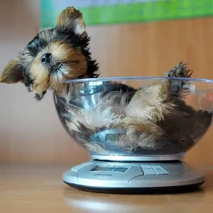 Ce să se hrănească un Yorkshire Terrier pentru a crește câine sănătos (ceea ce pentru a hrăni câinele Yorkshire Terrier-ul) Ce să se hrănească un Yorkshire terrier sa creasca un caine sanatos