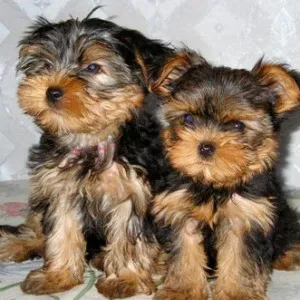 Ce să se hrănească un Yorkshire Terrier pentru a crește câine sănătos (Yorkshire Terrier decât hrana pentru animale) Ce să se hrănească un Yorkshire terrier sa creasca un caine sanatos