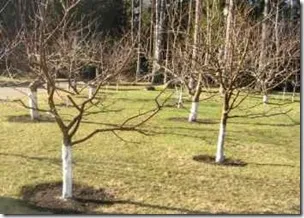 Arborele de alimentare de mere în primăvara, vara și iarna (mere de alimentare) Arborele de alimentare de mere în primăvara, vara și iarna