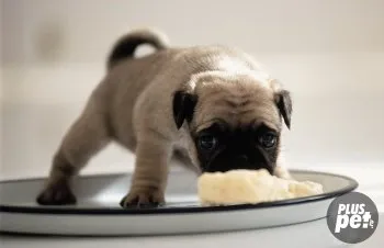 Ce să se hrănească un pug la domiciliu