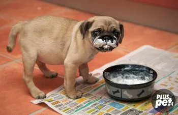 Ce să se hrănească un pug la domiciliu