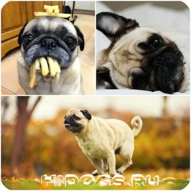 Ce pentru a hrăni un câine pug catelus caracteristici de nutriție (foto)