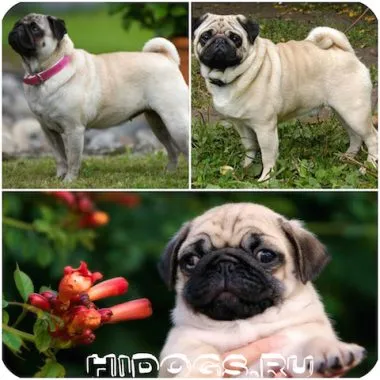 Ce pentru a hrăni un câine pug catelus caracteristici de nutriție (foto)
