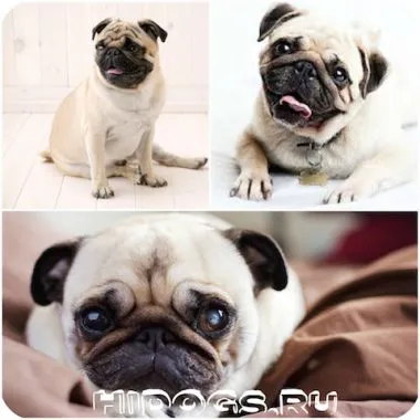 Ce pentru a hrăni un câine pug catelus caracteristici de nutriție (foto)