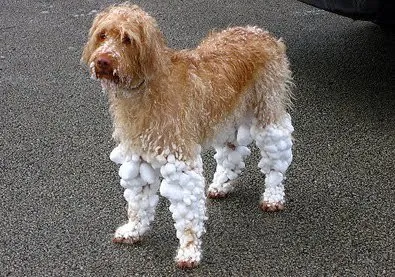 Cum se distra un câine în articole de iarnă