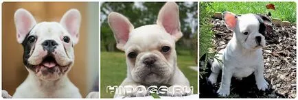 Ce să se hrănească un catelus franceză buldog mâncare pentru câini dreapta (foto) (franceză) Ce să se hrănească un catelus franceză buldog mâncare pentru câini dreapta (foto)