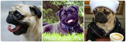 Ce pentru a hrăni un câine pug catelus caracteristici de nutriție (foto)