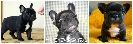 Ce să se hrănească un catelus franceză buldog mâncare pentru câini dreapta (foto) (catelus) Ce să se hrănească un catelus franceză buldog mâncare pentru câini dreapta (foto)