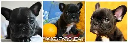 Ce să se hrănească un catelus franceză buldog mâncare pentru câini dreapta (foto) (putere) Ce să se hrănească un catelus franceză buldog mâncare pentru câini dreapta (foto)