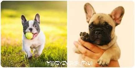 Ce să se hrănească un catelus franceză buldog mâncare pentru câini dreapta (foto) (Bulldog) Ce să se hrănească un catelus franceză buldog mâncare pentru câini dreapta (foto)