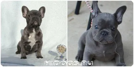 Ce să se hrănească un catelus franceză buldog mâncare pentru câini dreapta (foto) (putere) Ce să se hrănească un catelus franceză buldog mâncare pentru câini dreapta (foto)