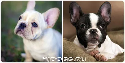Ce să se hrănească un catelus franceză buldog mâncare pentru câini din dreapta (foto) (hrana pentru animale) Ce să se hrănească un catelus franceză buldog mâncare pentru câini dreapta (foto)