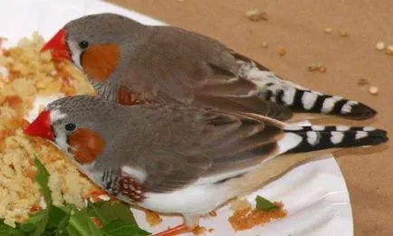 Descrierea cinteze hranei pentru animale și conținutul în special păsări (furaje) Descrierea cinteze hranei pentru animale și conținutul în special păsări