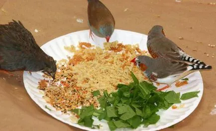 Descrierea cinteze hranei pentru animale și conținutul în special păsări (cinteze) Descrierea cinteze hranei pentru animale și conținutul în special păsări