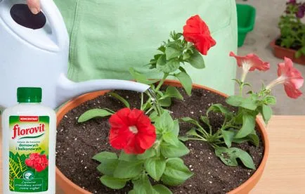 Alimentarea pentru petunie înflorire abundentă