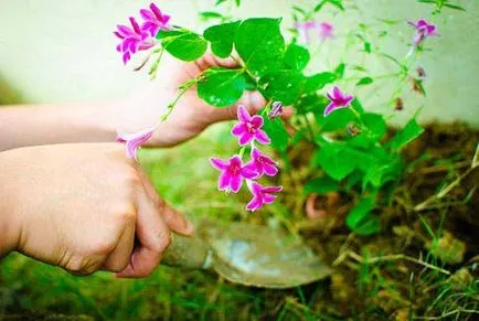 Apa mai mult florile, astfel încât acestea să crească mai bine și cum să crească productivitatea legumelor