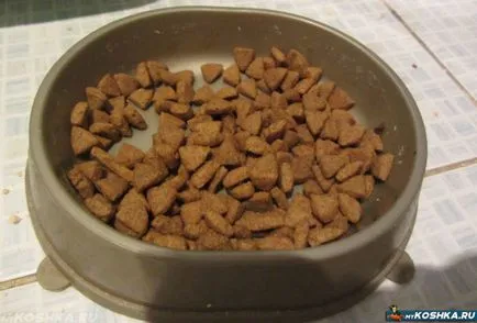 Pisica de alimentare a sterilizat în dieta acasă (hrana pentru animale) Ce să se hrănească o mâncare pentru pisici sterilizate la domiciliu