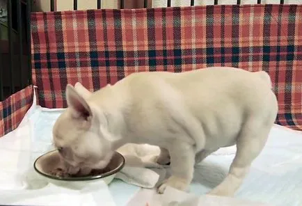 Ce să se hrănească un buldog francez, o dieta mai buna, fotografii și video