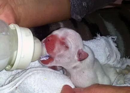 Ce să se hrănească un buldog francez, o dieta mai buna, fotografii și video