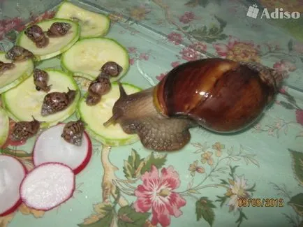 Feed-urile Achatina (melc)