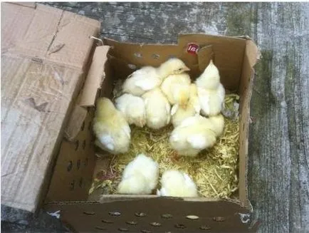 Puii de o zi pentru a hrăni