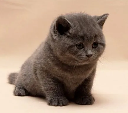 Ce să se hrănească o vârstă pisoi de alimentare! (Cat) Ce să se hrănească o vârstă pisoi de alimentare!