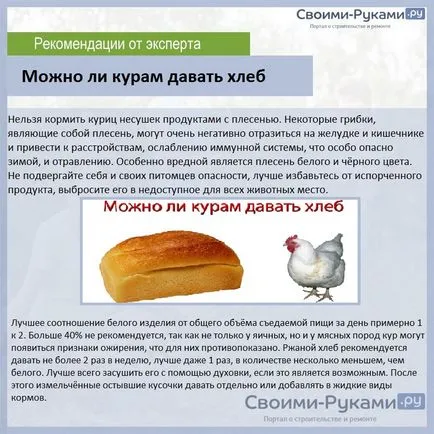 Ce să se hrănească găinile ouătoare la o mai bună concurate - cel mai bun ghid! (straturi) Ce să se hrănească găinile ouătoare la o mai bună concurate - cel mai bun ghid!