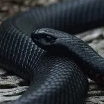 Negru Mamba (55 poze) șarpe ac mehelya capensis, Africa este cel mai otrăvitoare, alb și verde (Mamba) Negru Mamba (55 poze) șarpe ac mehelya capensis, Africa este cel mai otrăvitor, alb și verde