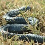 Negru Mamba (55 poze) șarpe ac mehelya capensis, Africa este cel mai otrăvitoare, alb și verde (acul) Negru Mamba (55 poze) șarpe ac mehelya capensis, Africa este cel mai otrăvitor, alb și verde