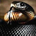 Negru Mamba (55 poze) șarpe ac mehelya capensis, Africa este cel mai otrăvitoare, alb și verde (Mamba) Negru Mamba (55 poze) șarpe ac mehelya capensis, Africa este cel mai otrăvitor, alb și verde