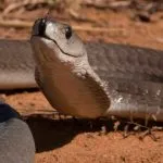 Negru Mamba (55 poze) șarpe ac mehelya capensis, Africa este cel mai otrăvitoare, alb și verde (acul) Negru Mamba (55 poze) șarpe ac mehelya capensis, Africa este cel mai otrăvitor, alb și verde