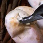 Negru Mamba (55 poze) șarpe ac mehelya capensis, Africa este cel mai otrăvitoare, alb și verde (negru) Negru Mamba (55 poze) șarpe ac mehelya capensis, Africa este cel mai otrăvitor, alb și verde