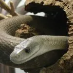Negru Mamba (55 poze) șarpe ac mehelya capensis, Africa este cel mai otrăvitoare, alb și verde (acul) Negru Mamba (55 poze) șarpe ac mehelya capensis, Africa este cel mai otrăvitor, alb și verde