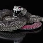 Negru Mamba (55 poze) șarpe ac mehelya capensis, Africa este cel mai otrăvitoare, alb și verde (acul) Negru Mamba (55 poze) șarpe ac mehelya capensis, Africa este cel mai otrăvitor, alb și verde