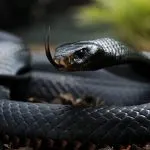 Negru Mamba (55 poze) șarpe ac mehelya capensis, Africa este cel mai otrăvitoare, alb și verde (negru) Negru Mamba (55 poze) șarpe ac mehelya capensis, Africa este cel mai otrăvitor, alb și verde