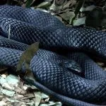 Negru Mamba (55 poze) șarpe ac mehelya capensis, Africa este cel mai otrăvitoare, alb și verde (fotografie) Negru Mamba (55 poze) șarpe ac mehelya capensis, Africa este cel mai otrăvitor, alb și verde