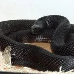 Negru Mamba (55 poze) șarpe ac mehelya capensis, Africa este cel mai otrăvitoare, alb și verde (acul) Negru Mamba (55 poze) șarpe ac mehelya capensis, Africa este cel mai otrăvitor, alb și verde