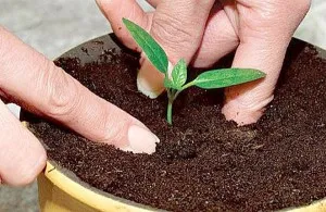Ce se poate face în cazul în care răsaduri de tomate întins, grădină, grădină de legume (în cazul în care răsaduri intins) Ce se poate face în cazul în care răsaduri de roșii întins, grădină, grădină de zarzavat