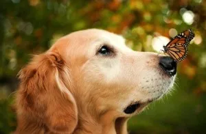 Ce se întâmplă dacă ați găsit un câine toaletare secrete acasă (câine) Ce se întâmplă dacă ați găsit un câine toaletare secrete acasă